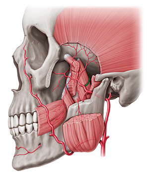 Middle meningeal artery (#1505)