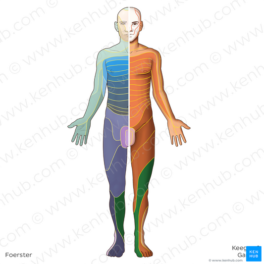 L4 dermatome (#20787)