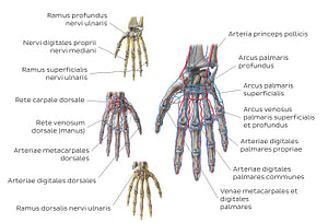 Neurovasculature of the hand (Latin)