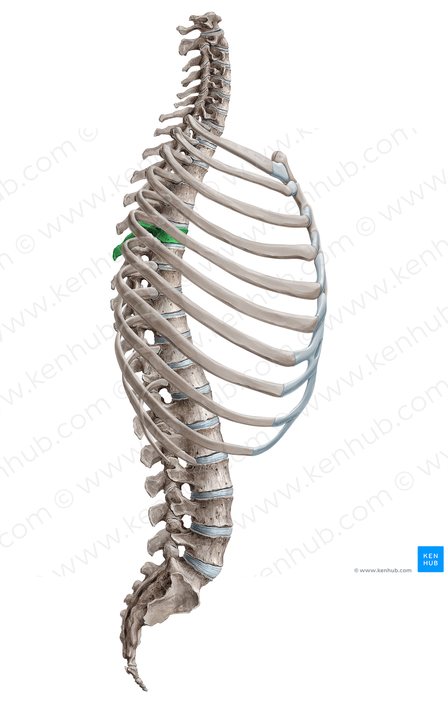 Vertebra T6 (#18117)