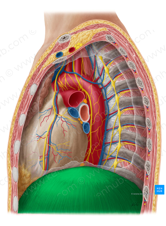 Diaphragm (#3261)