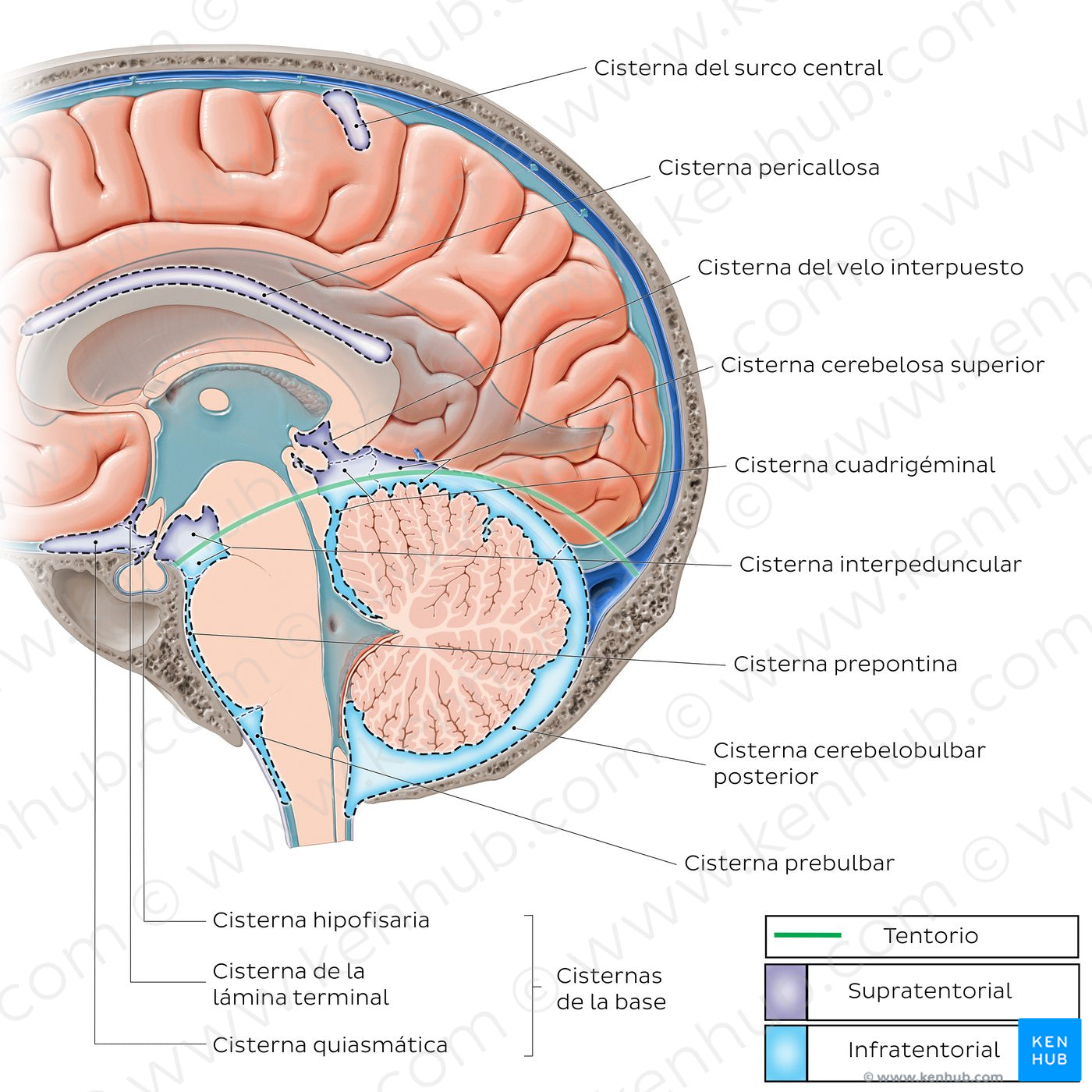 Subarachnoid cisterns of the brain (Sagittal) (Spanish)