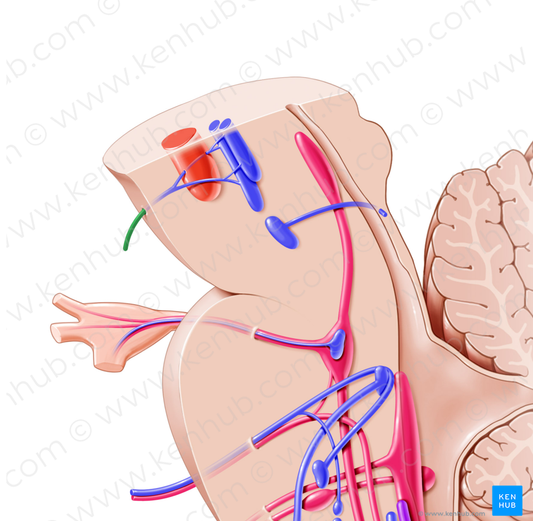 Oculomotor nerve (#6620)