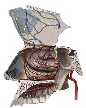 Posterior lateral nasal branches of sphenopalatine vein (#8520)