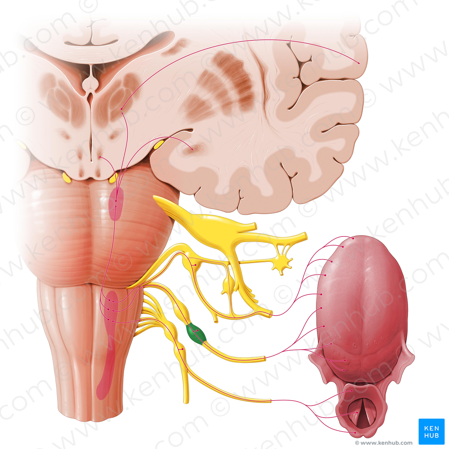 Inferior ganglion of glossopharyngeal nerve (#3998)