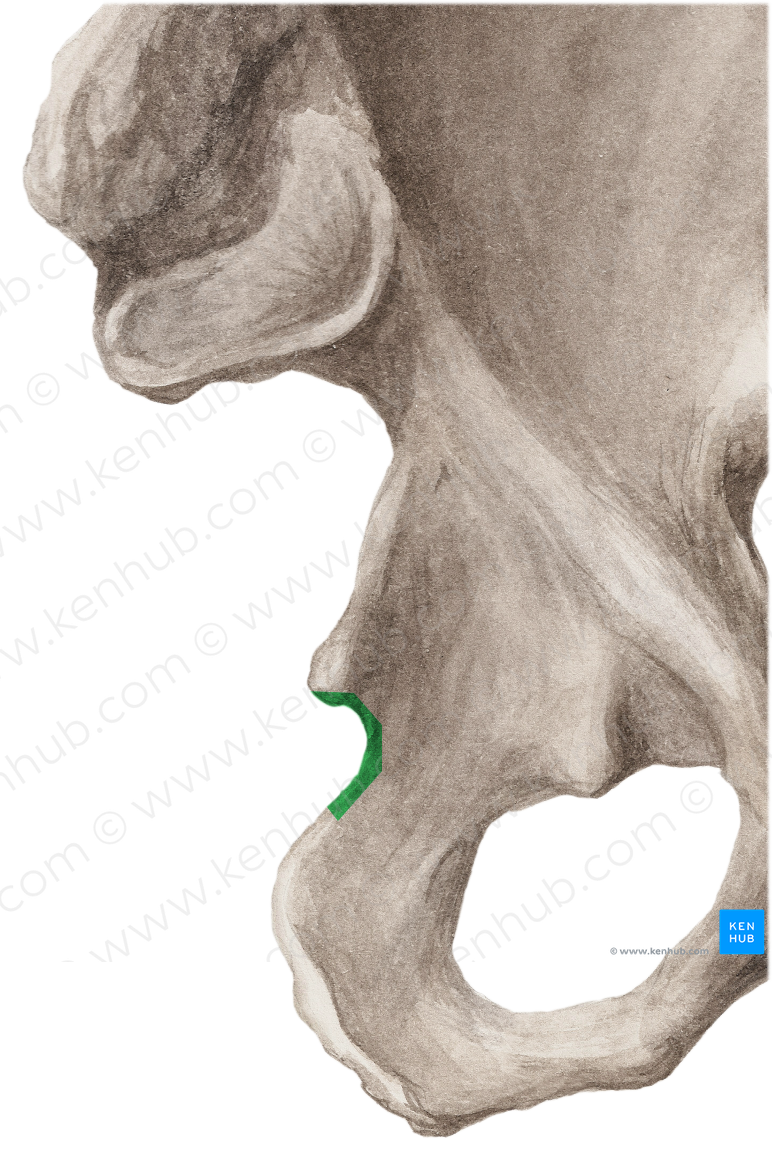 Lesser sciatic notch of hip bone (#4293)
