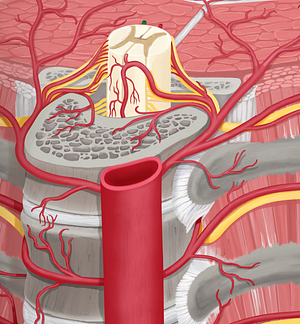 Right posterior spinal artery (#1783)