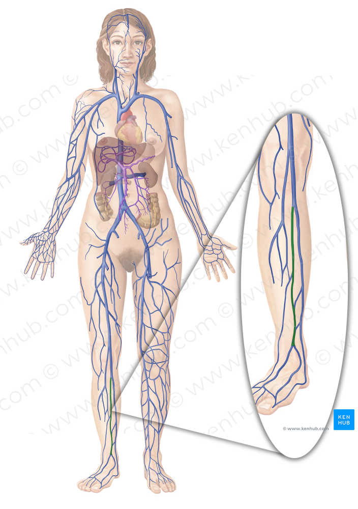 Anterior tibial vein (#10656)