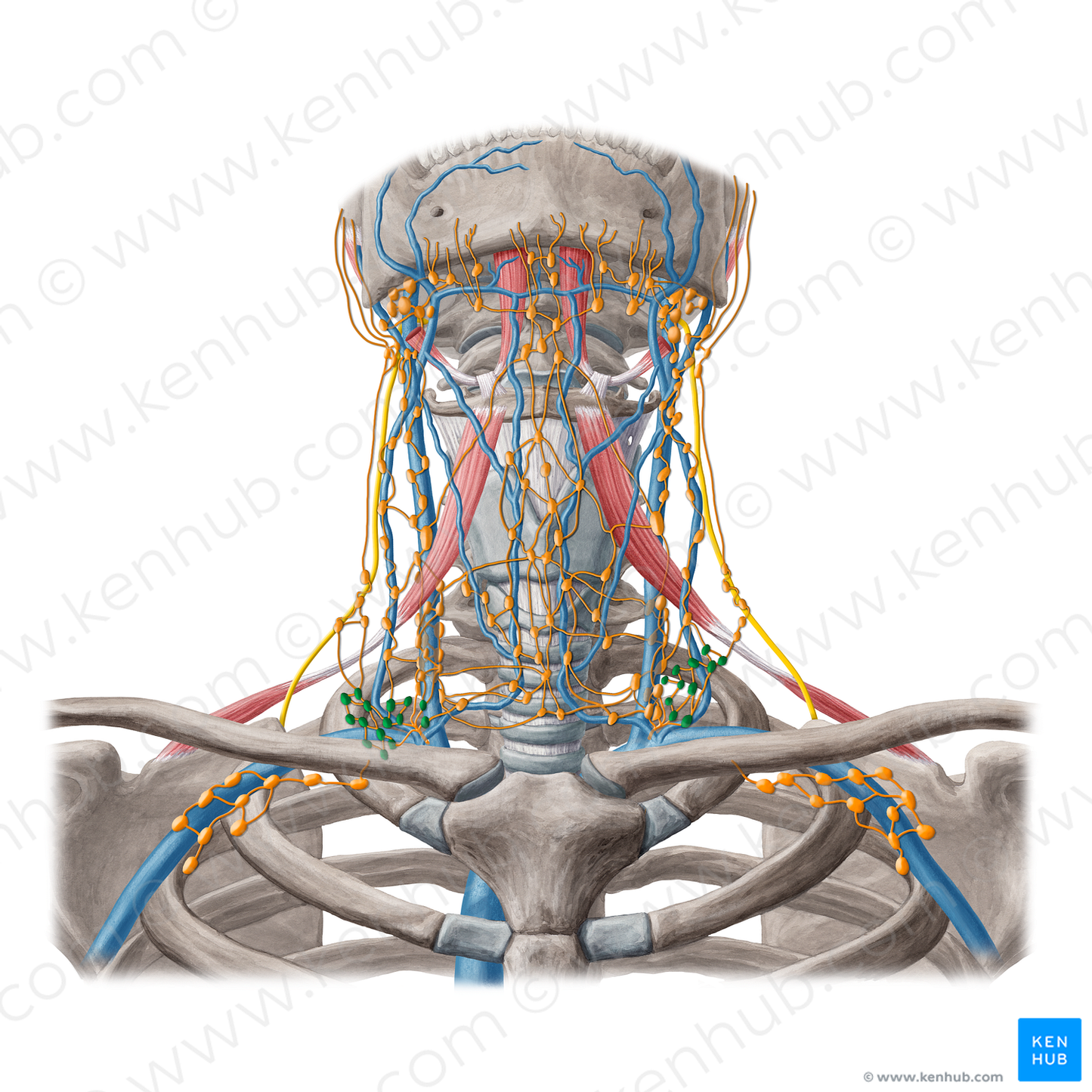 Supraclavicular lymph nodes (#6947)