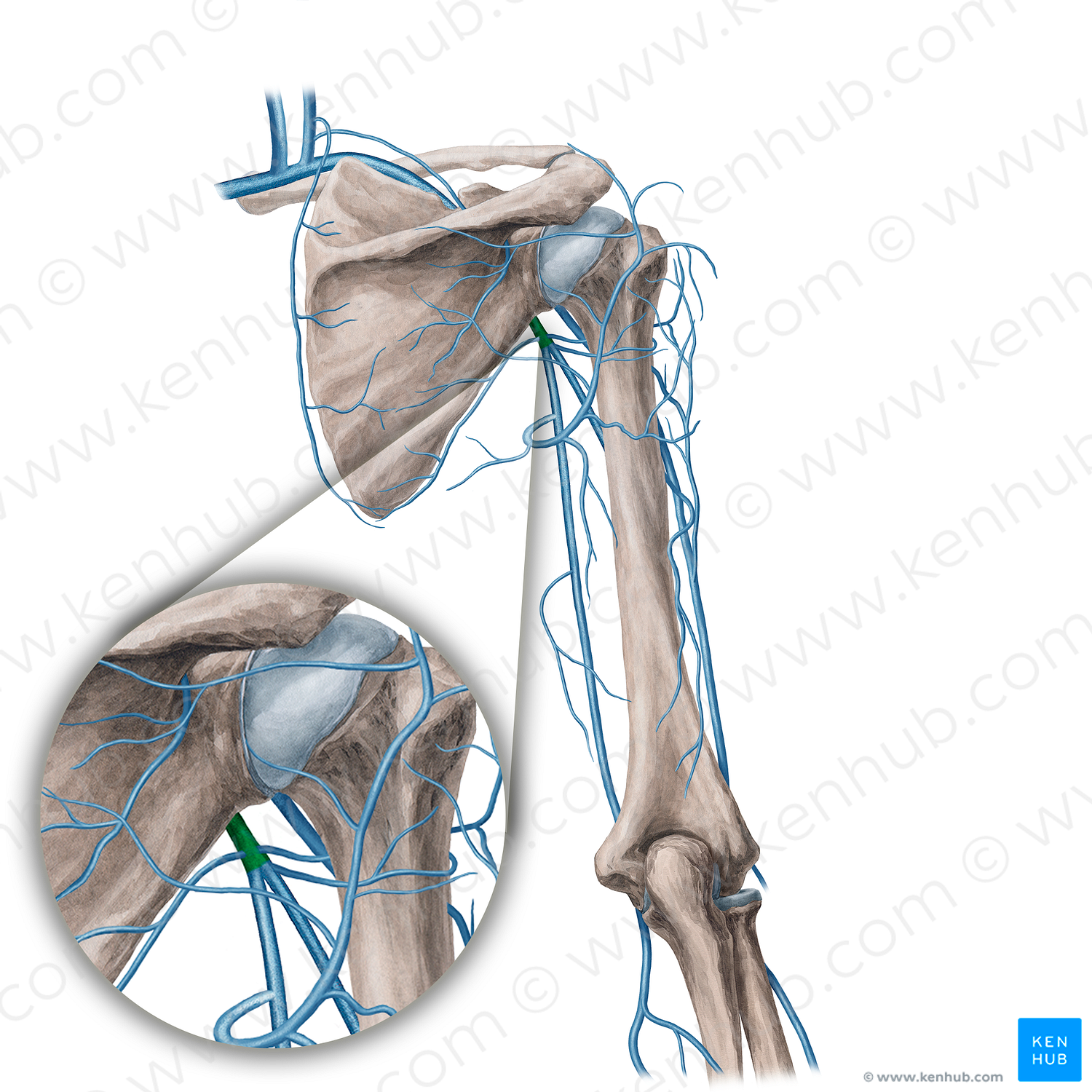 Axillary vein (#21740)