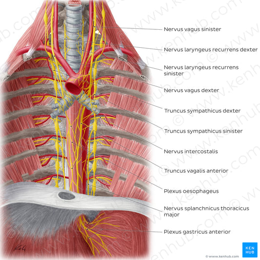 Nerves of the esophagus (Latin)