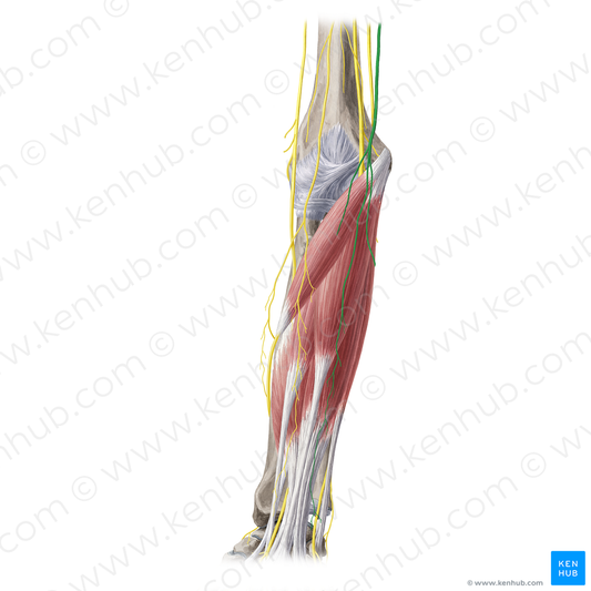 Medial antebrachial cutaneous nerve (#6362)