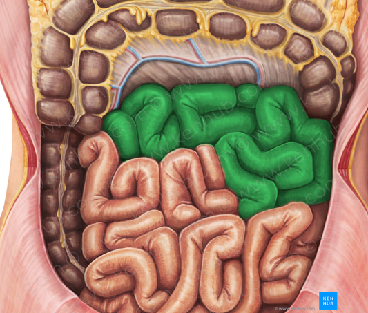 Jejunum (#4350)