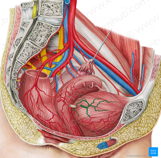 Right superior vesical artery (#1989)