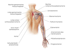 Main arteries of the upper limb - posterior (German)