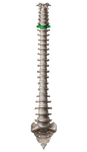 Vertebra C7 (#12568)