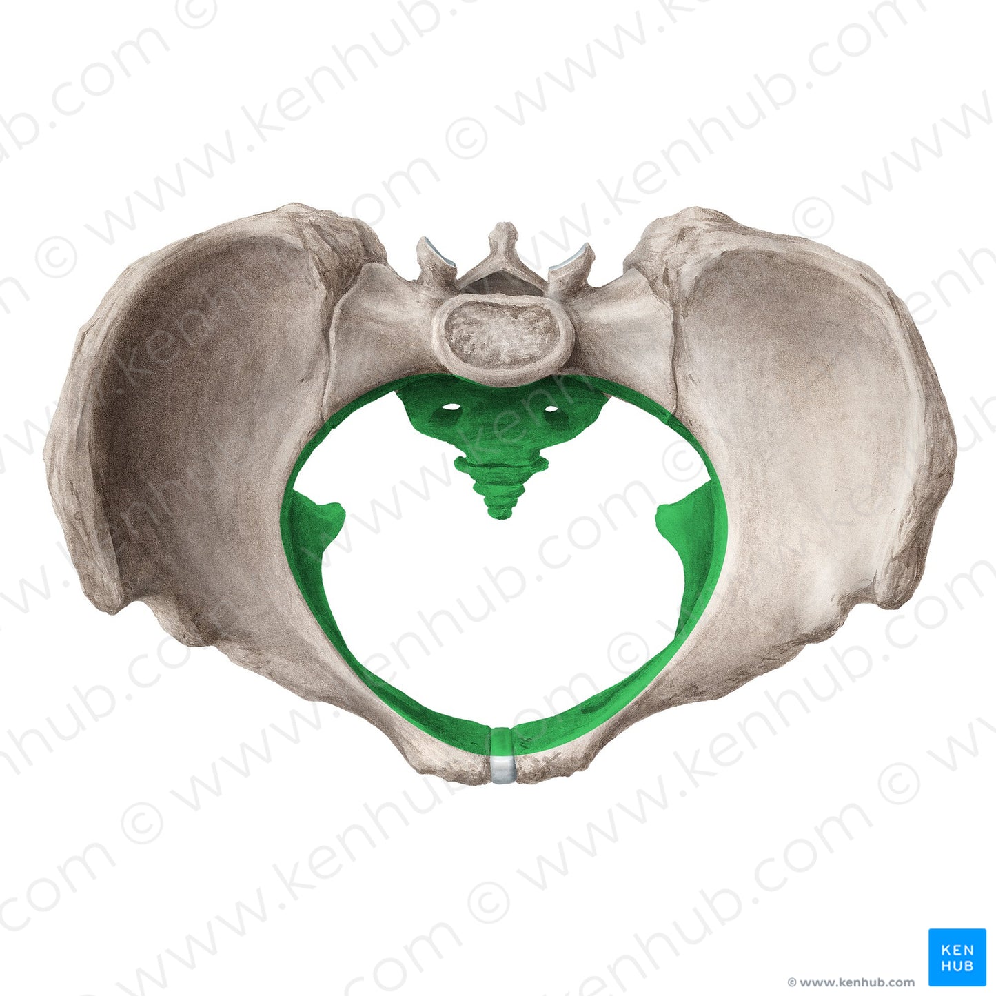 Lesser pelvis (#20305)