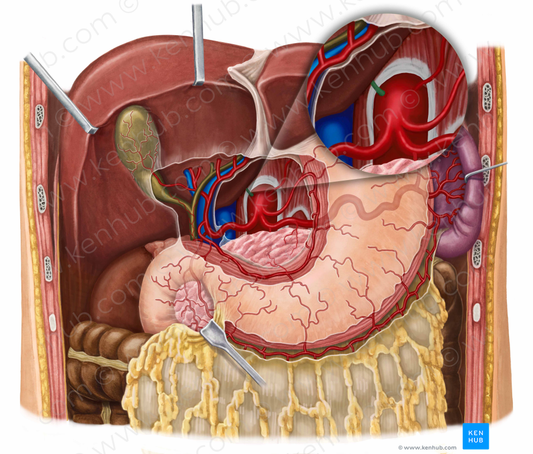 Right inferior phrenic artery (#1180)