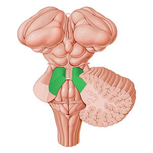 Superior cerebellar peduncle (#7835)