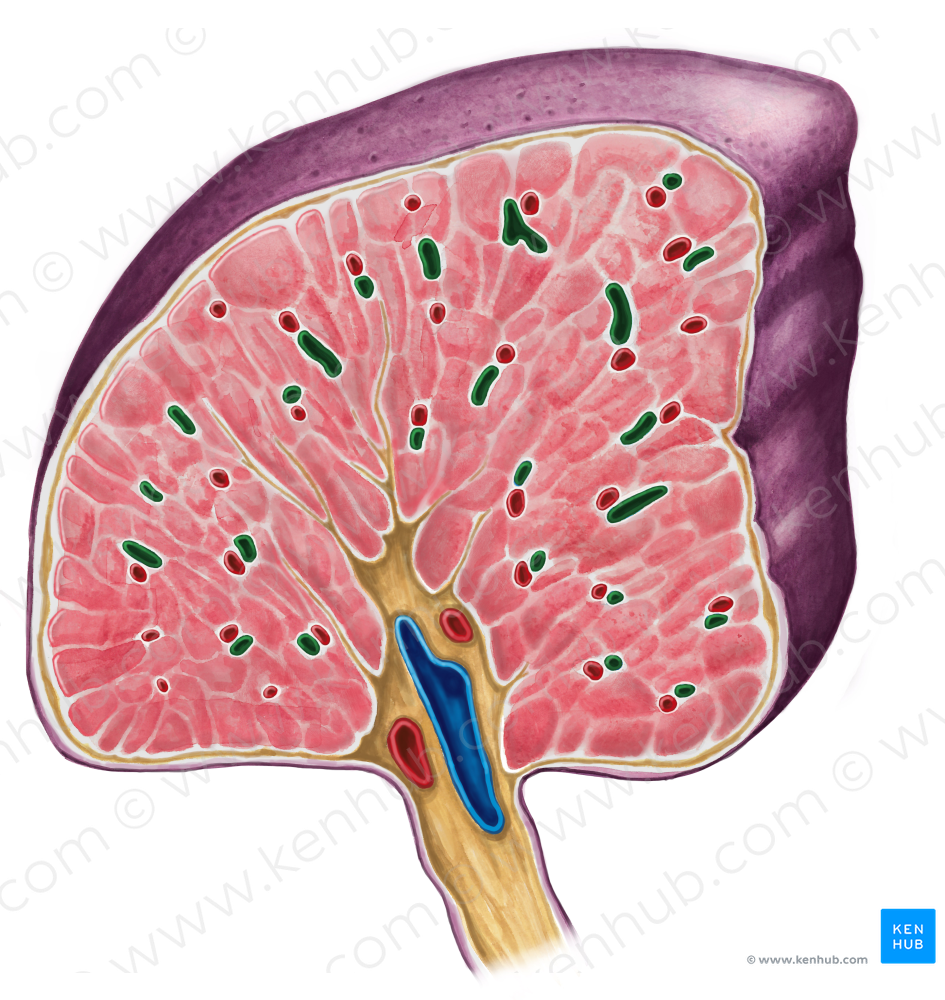 Trabecular vein of spleen (#10218)