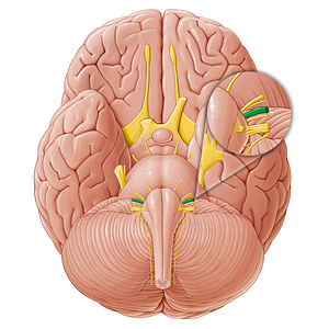 Vestibulocochlear nerve (#6904)