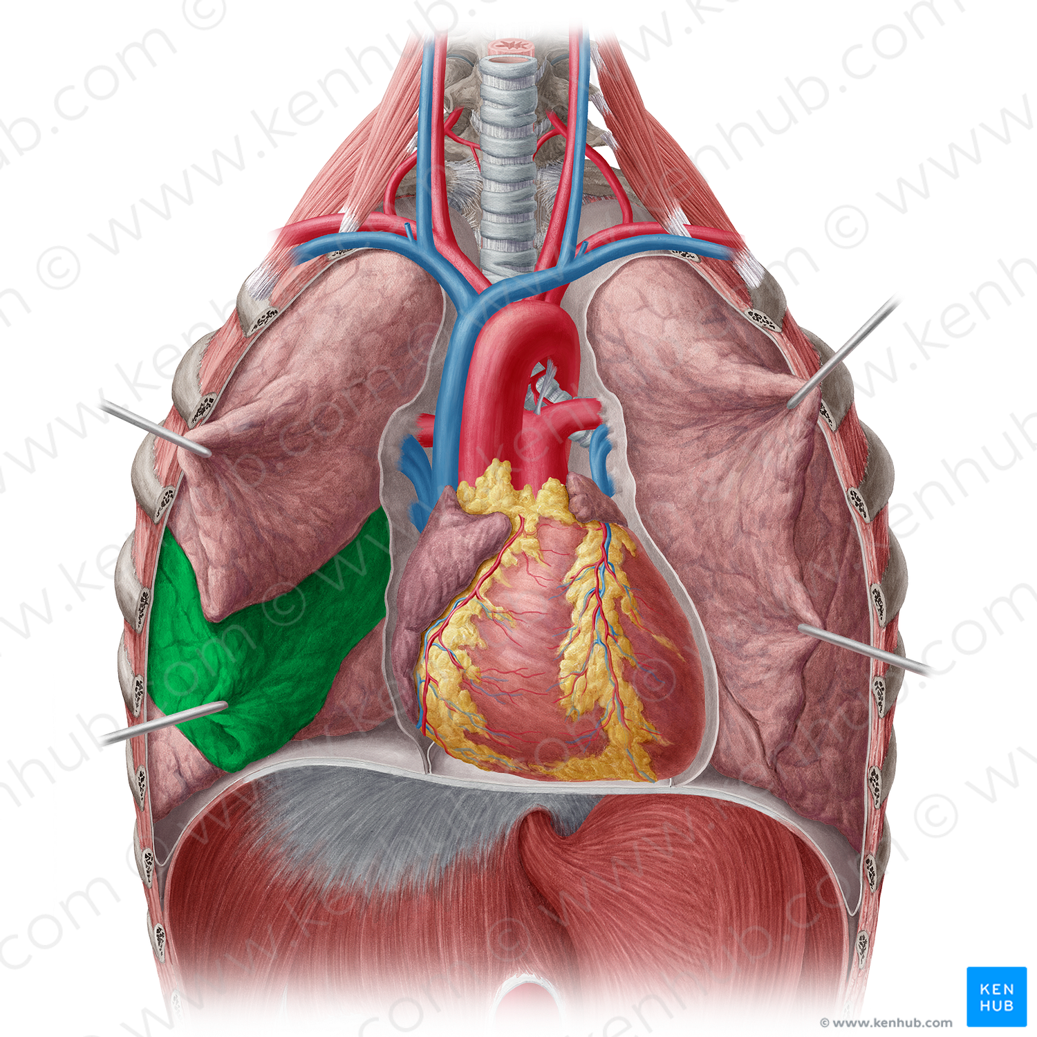Middle lobe of right lung (#4837)