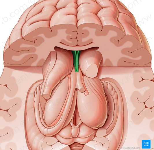 Septum pellucidum (#8994)