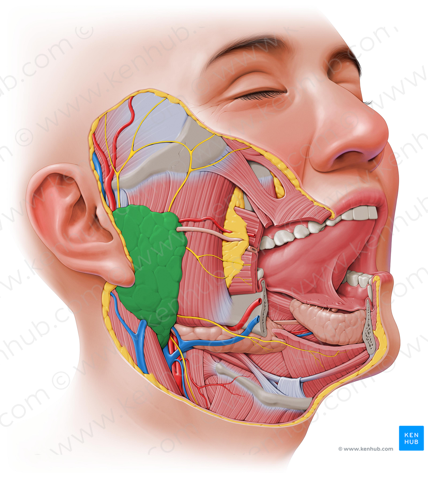 Parotid gland (#4083)