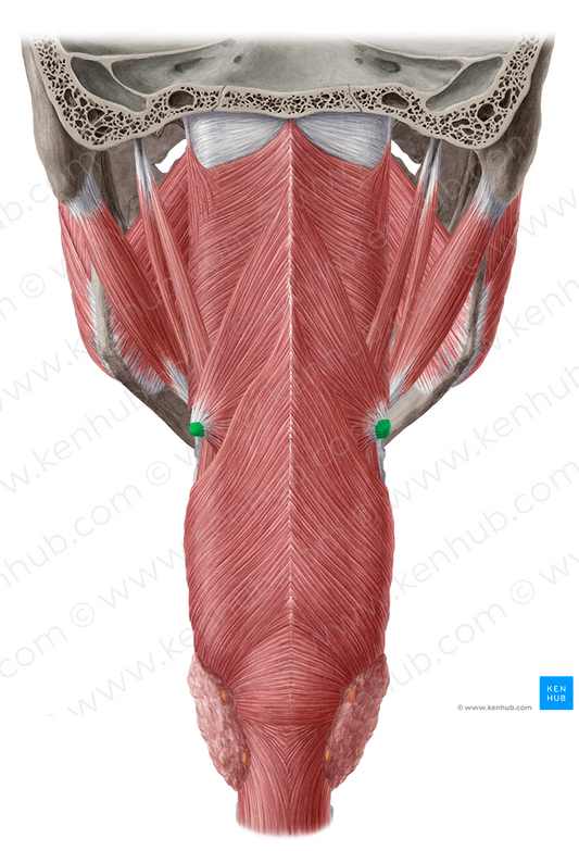 Greater horn of hyoid bone (#2865)