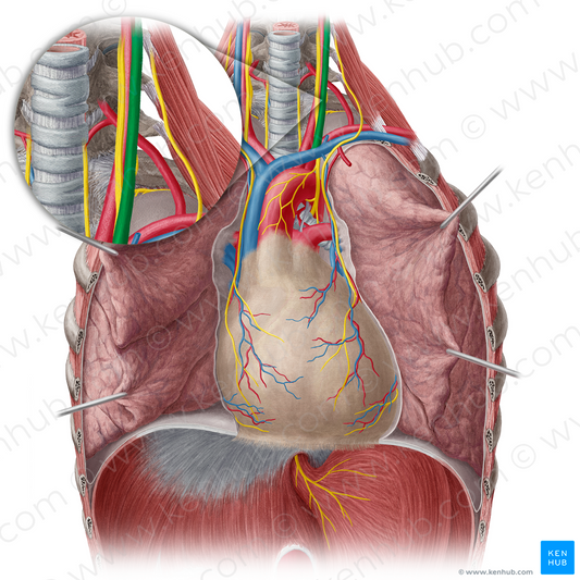 Left internal jugular vein (#10378)