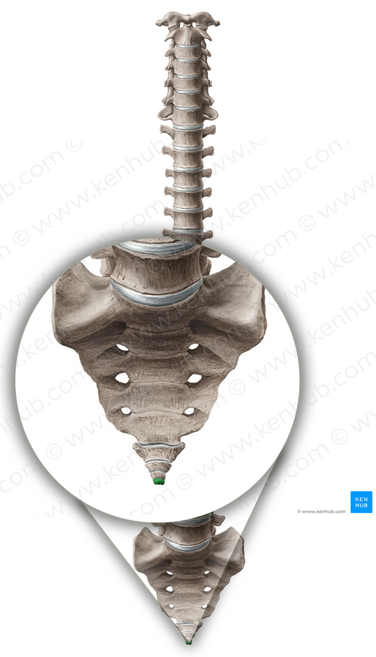 Vertebra Co4 (#12575)