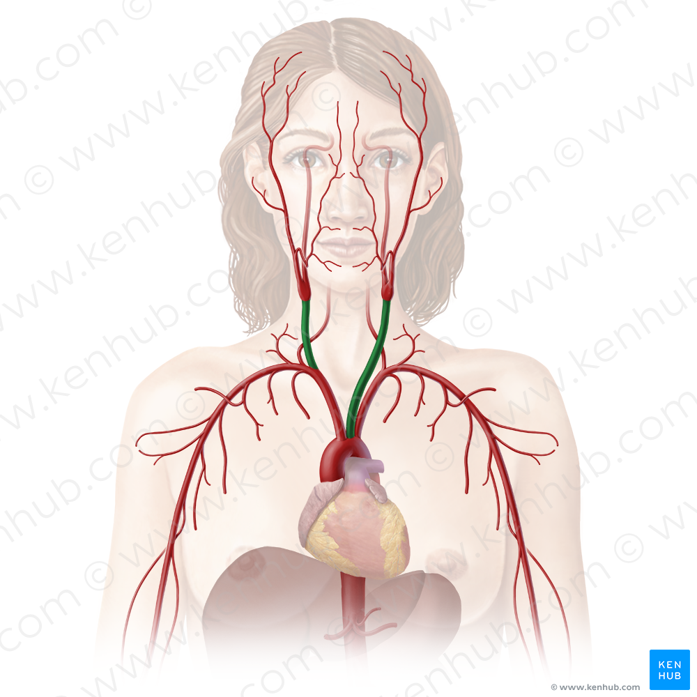 Common carotid artery (#929)