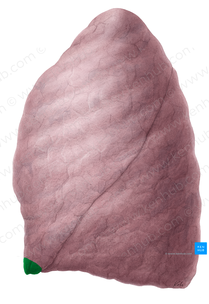 Lingula of left lung (#4751)
