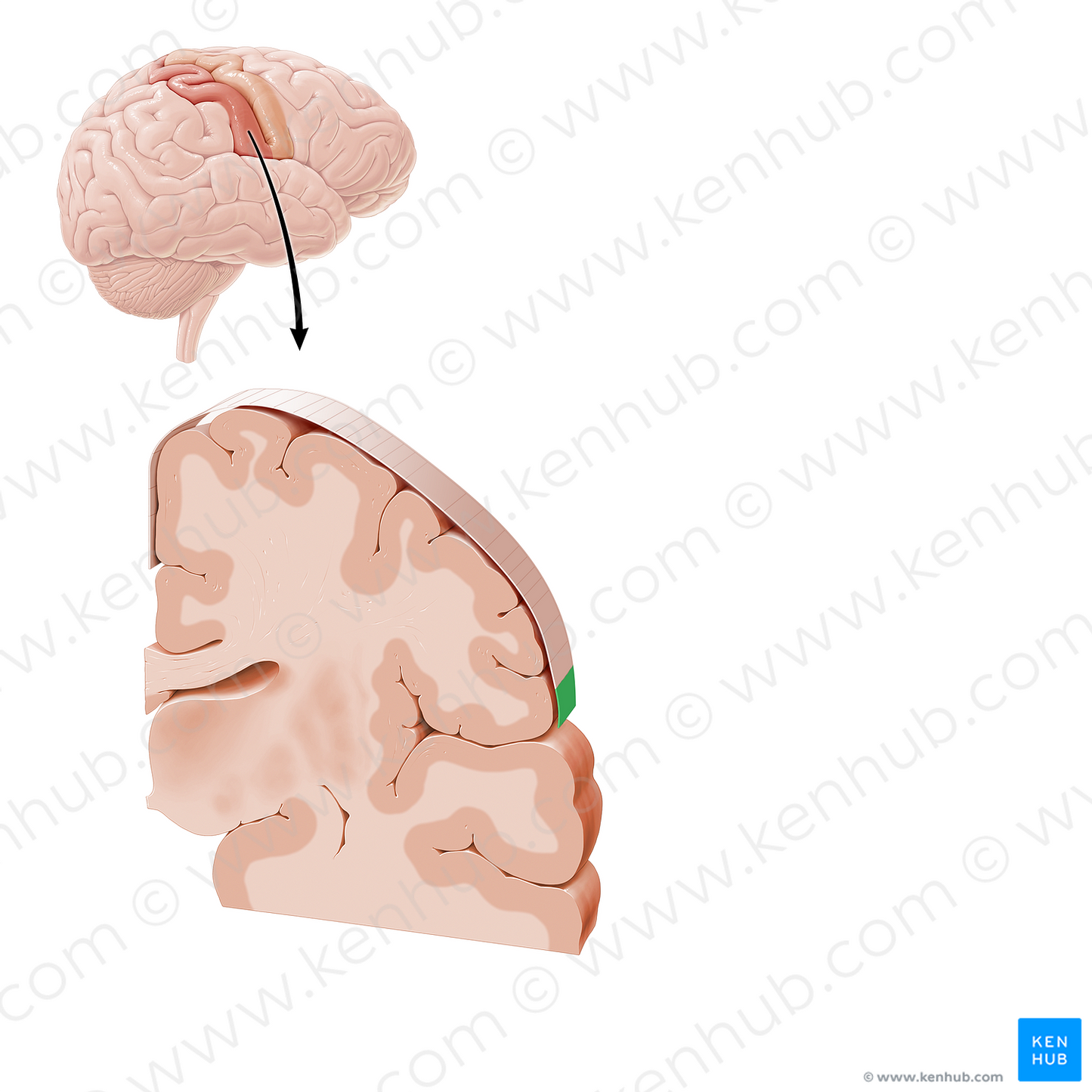 Sensory cortex of internal organs (#21222)