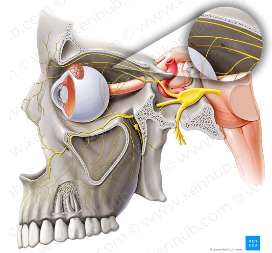 Posterior ethmoidal nerve (#6397)