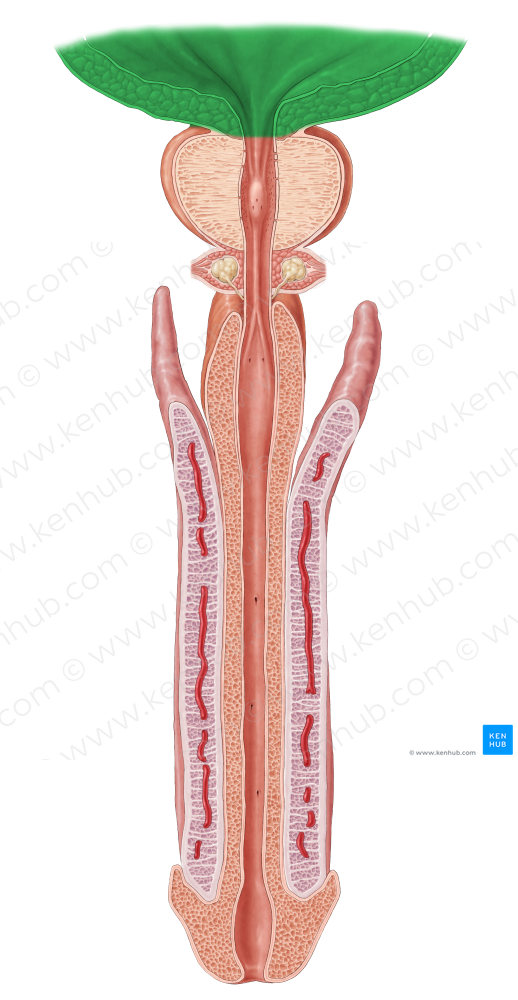 Urinary bladder (#10817)