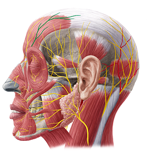 Supraorbital nerve (#6790)