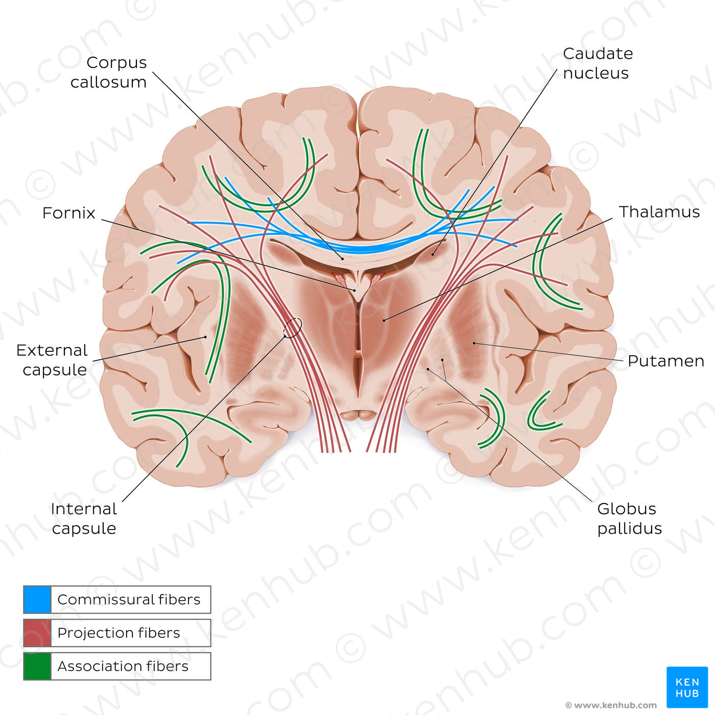 Overview of cerebral white matter (English)