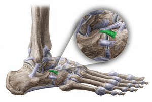 Calcaneocuboid ligament (#11471)