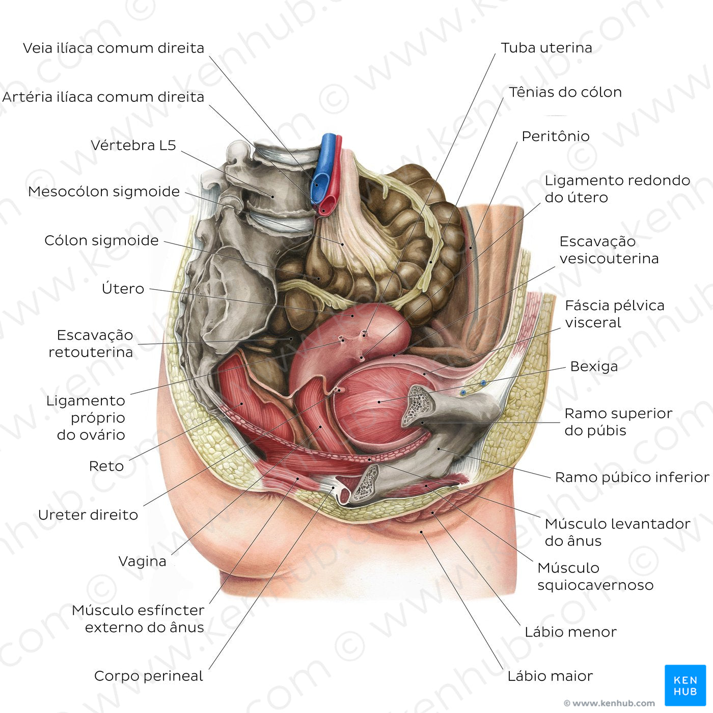 Female pelvic viscera and perineum (Portuguese)