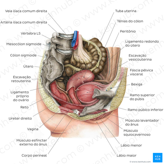 Female pelvic viscera and perineum (Portuguese)