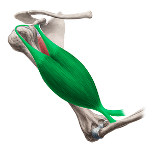 Biceps brachii muscle (#5218)