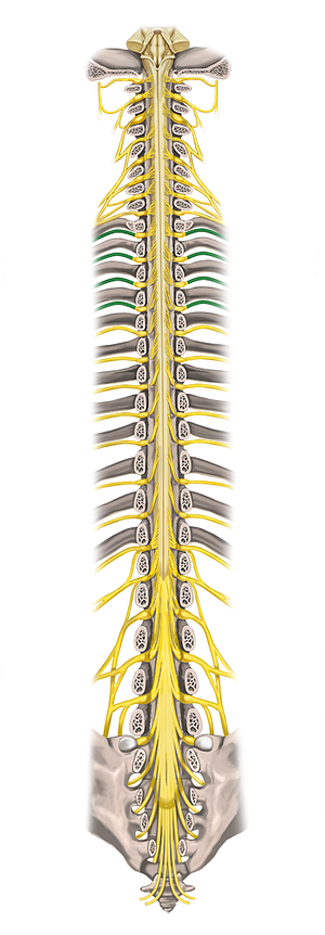 1st-4th intercostal nerves (#6247)