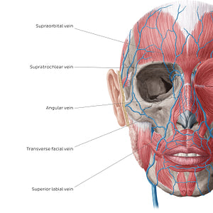 Veins of face and scalp (Anterior view: deep) (English)