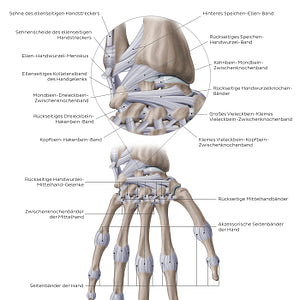 Ligaments of the wrist and hand: Dorsal view (German)