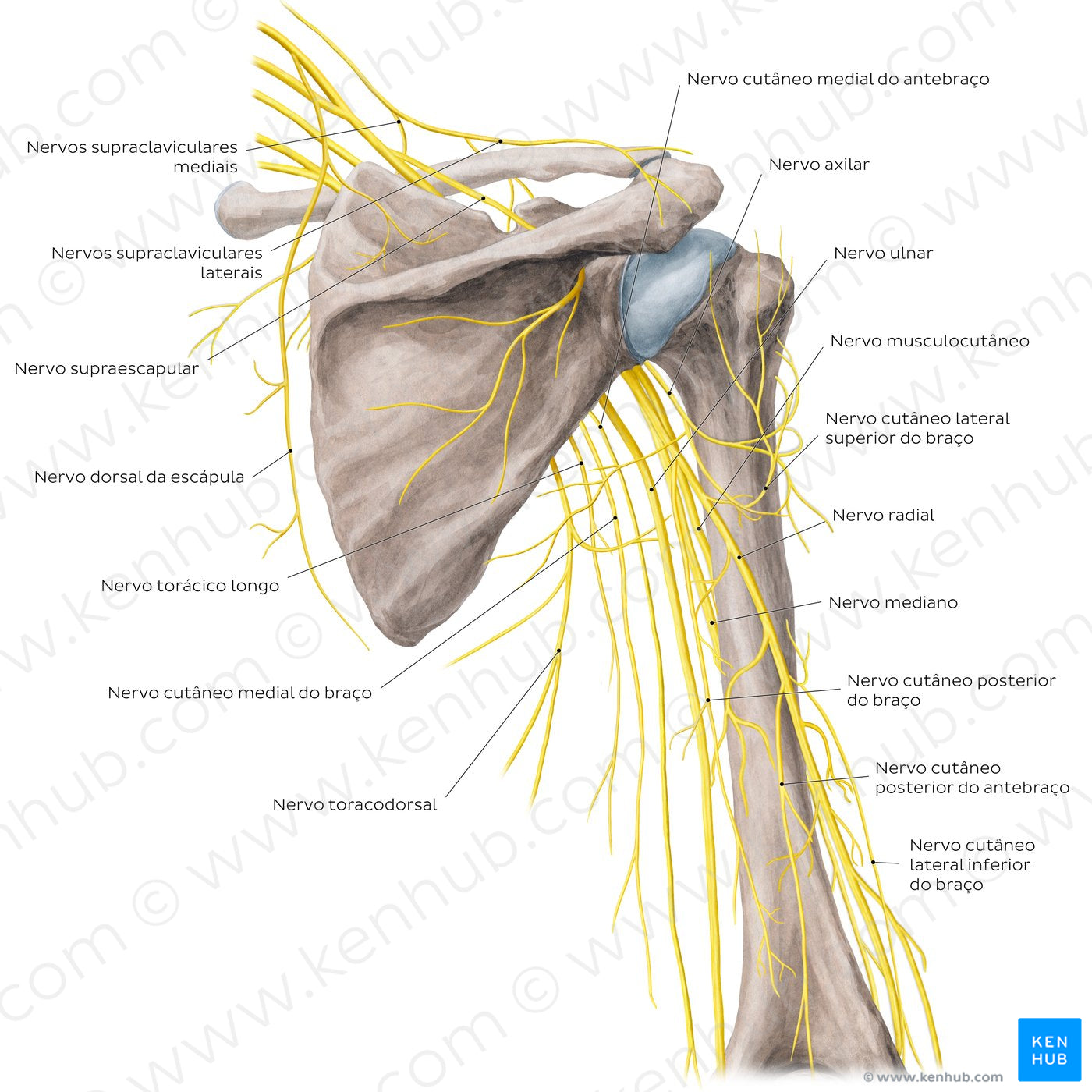 Nerves of the arm and the shoulder - Posterior view (Portuguese)
