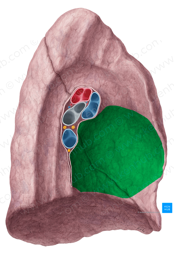 Cardiac impression of left lung (#4269)