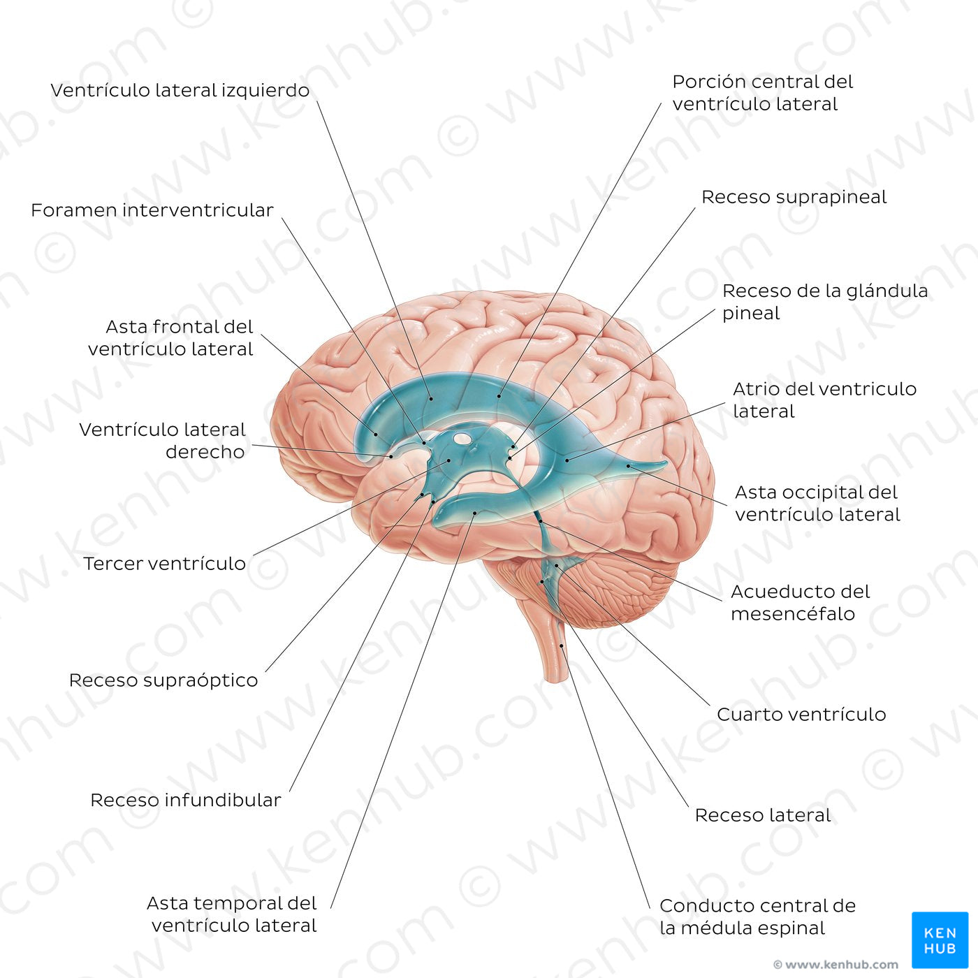 Ventricles of the brain (Spanish)