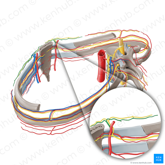 Perforating branches of internal thoracic artery (#19713)