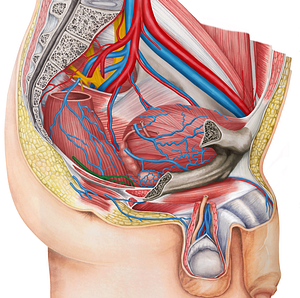 Right middle anorectal veins (#10533)